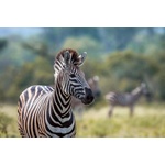 DIMEX ART Флизелинов фототапет зебра степ 375 x 250 см