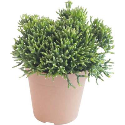 Hatiora FloraSelf Rhipsalis salicornioides cca 15 cm květináč Ø 12 cm