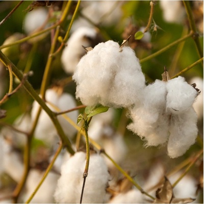 Bavlník bylinný - Gossypium herbaceum - osivo bavlníku - 6 ks