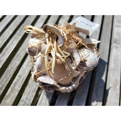 Dijk Natural Collection Mušle Oyster shell bílá 250 g