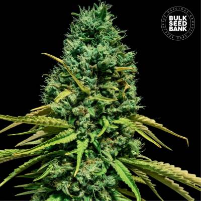 Bulk Seed Bank Hell Bells OG semena neobsahují THC 10 ks