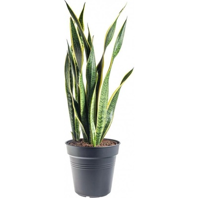 Tchýnin jazyk, Sansevieria laurentii, průměr květináče 24 cm