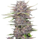 Fast Buds Banana Purple Punch semena neobsahují THC 10 ks