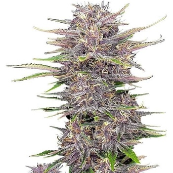 Fast Buds Banana Purple Punch semena neobsahují THC 10 ks