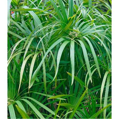 Kytka Papyrus Prodej (Kytky Papyrus, Cyperus papyrus, zelených listů) Kytka Papyrus Prodej