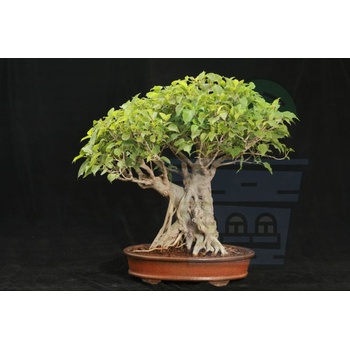 Image 1 of Семена от Свещен Фикус 2 гр (335490)