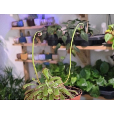 PlantBros flower Drosera aliciae – mäsožravá rastlina