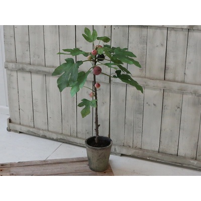 Dekorácia umelý Figovník v keramickom kvetináči Old - 76cm - Chic Antique