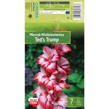 Seklos Гладиоли Teds Trump - 7 бр луковици