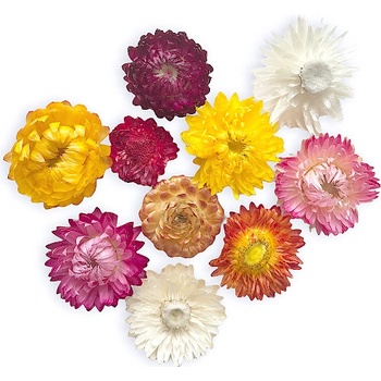 Sušené květiny slaměnky - barevný mix 10ks
