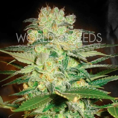 World of Seeds Afghan Kush x White Widow semena neobsahují THC 3 ks