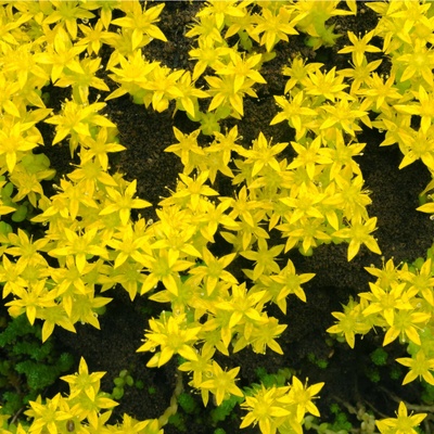 Rozchodník prudký - Sedum acre - semena rozchodníku - 100 ks