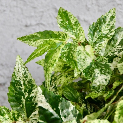 Pellionia repens variegata