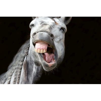 DIMEX ART Флизелинов фототапет щастлив бял кон 375 x 250 см