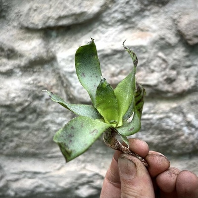 Neoregelia lilliputiana
