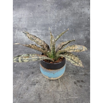 Sansevieria Coppertone 12 cm