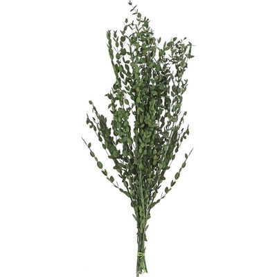 OLIVOVNÍK SUŠINA ZELENÁ