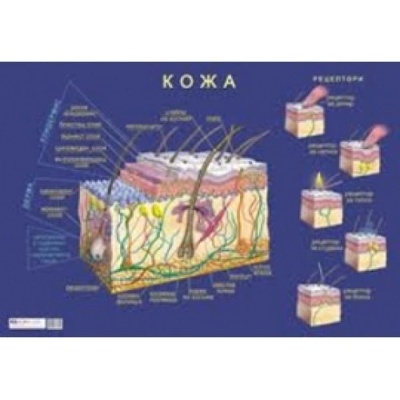 Учител bg Кожа - мини табло А3