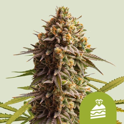 Royal Queen Seeds Wedding Cake Auto semienka neobsahujú THC 10 ks