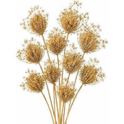 Ammi majus bělený 10 ks