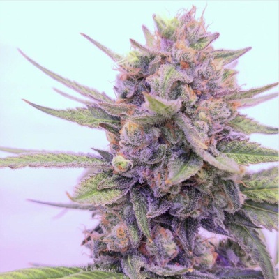 B-S-B Genetics 24k Tangie semienka neobsahujú THC 5 ks