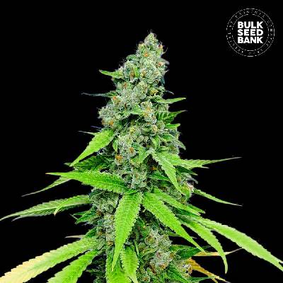 Bulk Seed Bank AUTO Grande Crack semena neobsahují THC 10 ks