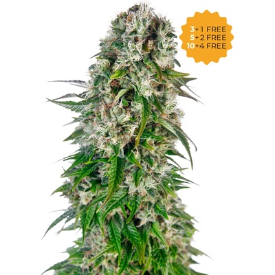 Sensi Seeds Big Bud Automatic semienka neobsahujú THC 10 ks