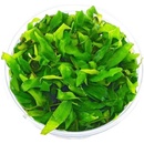 Cryptocoryne petchii