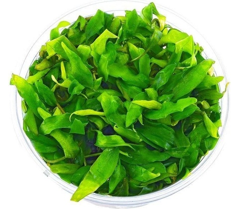Cryptocoryne petchii