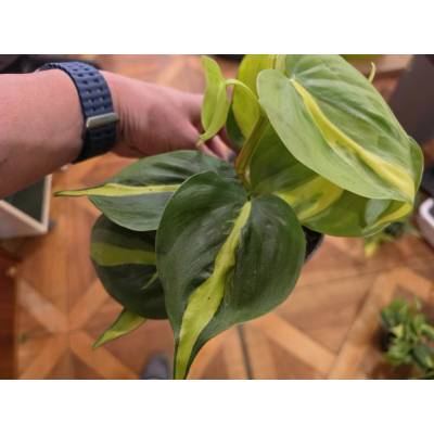 PlantBros flower Philodendron scandens Brasil