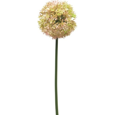 Česnek okrasný - Allium Natasja růžová V72 cm