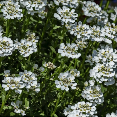 Huseník bílý - Arabis alpina - osivo huseníku - 200 ks