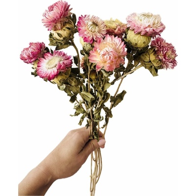 Helichrysum, slaměnka světle růžová