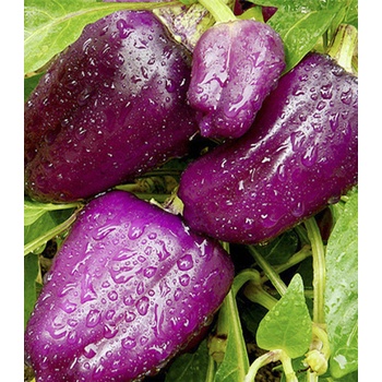Paprika fialová Oda - Capsicum annuum - predaj semien - 9 ks