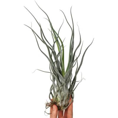 Tillandsia ehlersiana