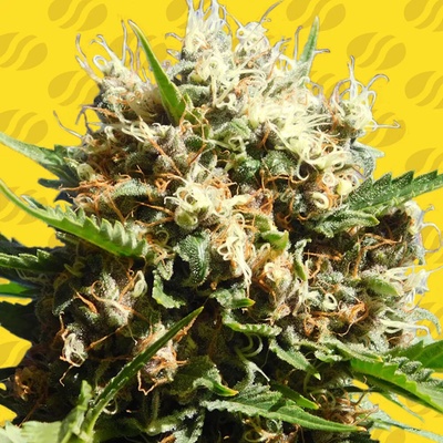 Original Sensible Seeds Runtz Auto semienka neobsahujú THC 10 ks