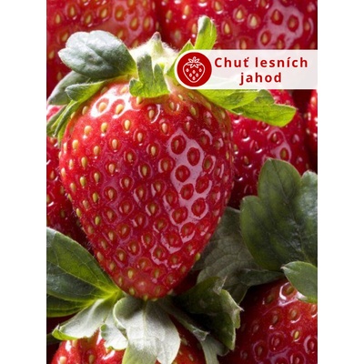 Jahodník 'Mara des Bois' 12 ks převislý --- Sazenice: Frigo sadba "A" standard 12 ks – Zboží Dáma