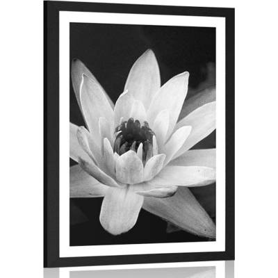 Plakát s paspartou černobílé leknín - 40x60 silver