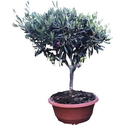 Olivovník evropský FloraSelf Olea europaea výška kmene 30-40 cm miska Ø 35 cm