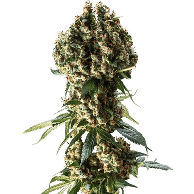 Blimburn Seeds Grandaddy Purple semienka neobsahujú THC 3 ks