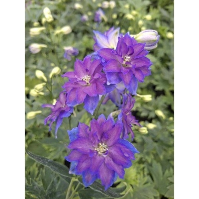 Ostrožka "Delgenius Kingsley" 11cm