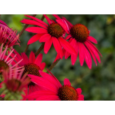 Echinacea purpurová Glowing Dream