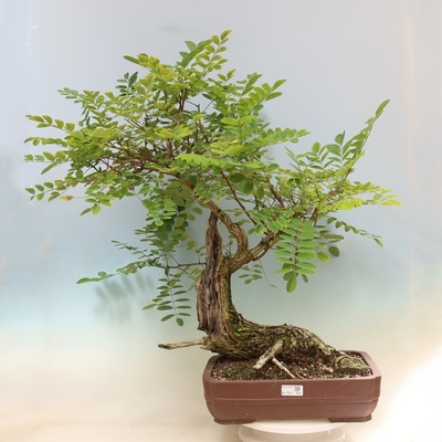 e-bonsai Venkovní bonsai - Trnovník Akát - Robinia pseudoacacia