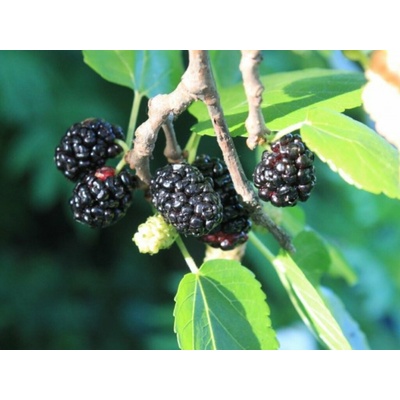 Moruša biela Milanówek 20-40cm - Morus alba kont. 2 l