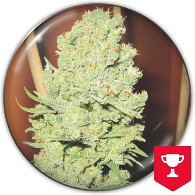 Medical Seeds Co. Channel semienka neobsahujú THC 3 ks