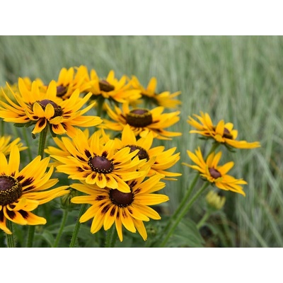 Rudbekia SmileyZ Party