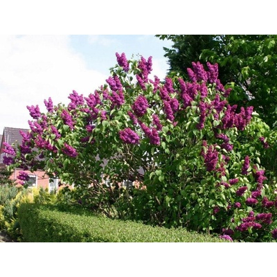Orgován obyčajný Znamja Lenina 30-40 cm, kont. 4 l
