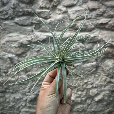 Tillandsia pohliana