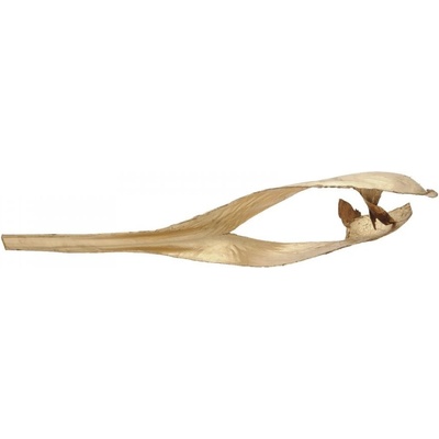 Palmový list, vysušený, pozlacený, 130 cm