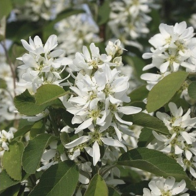 Muchovník olšolistý FloraSelf Amelanchier alnifolia 'Obelisk' výška 50-60 cm květináč 6 l